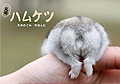 元祖 ハムケツ