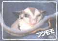 フクモモ