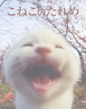 こねこのたれめ