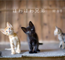 ほわほわ兄弟