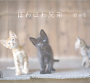ほわほわ兄弟