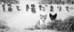 猫と陽だまりで