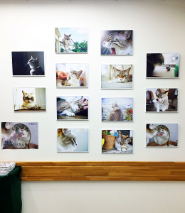 ジュンク堂書店・池袋本店にて「とらです」パネル展開催中！