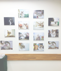 ジュンク堂書店・池袋本店にて「とらです」パネル展開催中！
