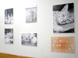 ジュンク堂書店池袋店にて「猫と陽だまりで」パネル展開催中！