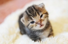 こねこ