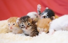 こねこ
