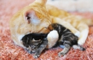こねこ