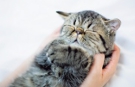 こねこ