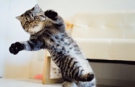 こねこ