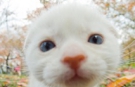 こねこ