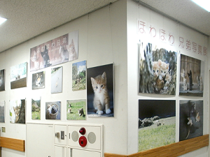 ほわほわ兄弟・パネル展