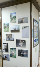 ほわほわ兄弟・パネル展