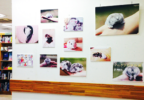 「元祖ハムケツ」パネル展開催中!!